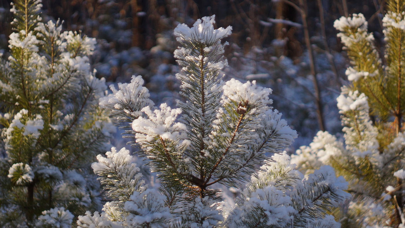 Снежок бренд. Парк горького ледяные скульптуры 2022. Месяц февраль на улице ветошкина фото. Куча снега. Стих снег идет.