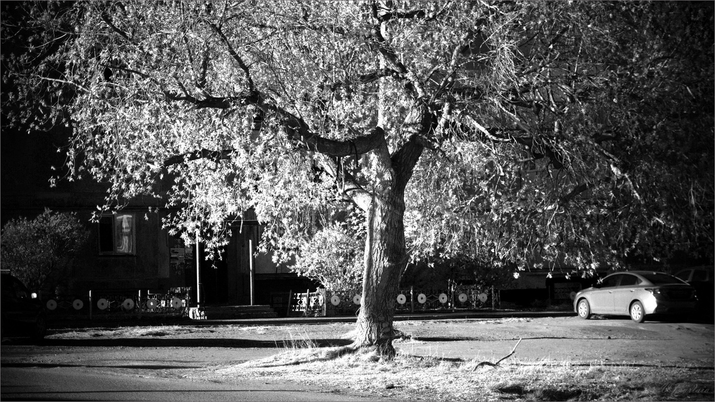 Клен во дворе