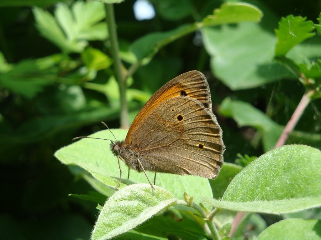 Бабочка автор. Бабочка автор. Бабочка ты следующий. Бабочка покрытая росой. Лондонский зоопарк оай бабочек.
