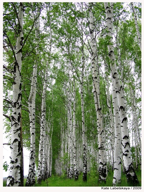 Сябры вы шумите березы текст. Под березой. Бяроза з лістом слушать. Белая бяроза мороженое. Вы шумите, берёзы сябры.