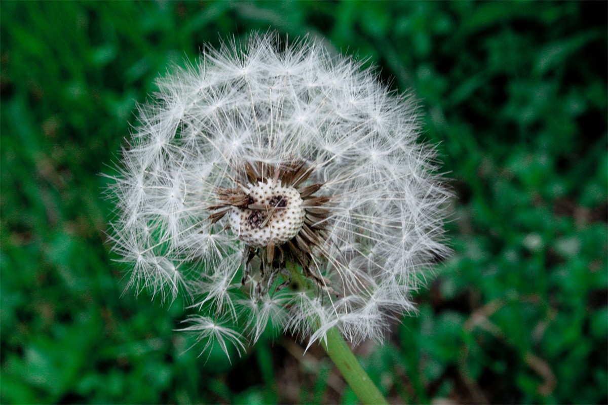 Жизнь одуванчик фото. Соцветие одуванчика. Одуванчик раскрытый. Одуванчик автор. Кульбаба скерда.