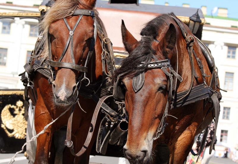 Пара гнедых коней. Лошади в искусстве. Пара гнедых запряженных. Пара гнедых картинки. Пара гнедых запряженных зарею.