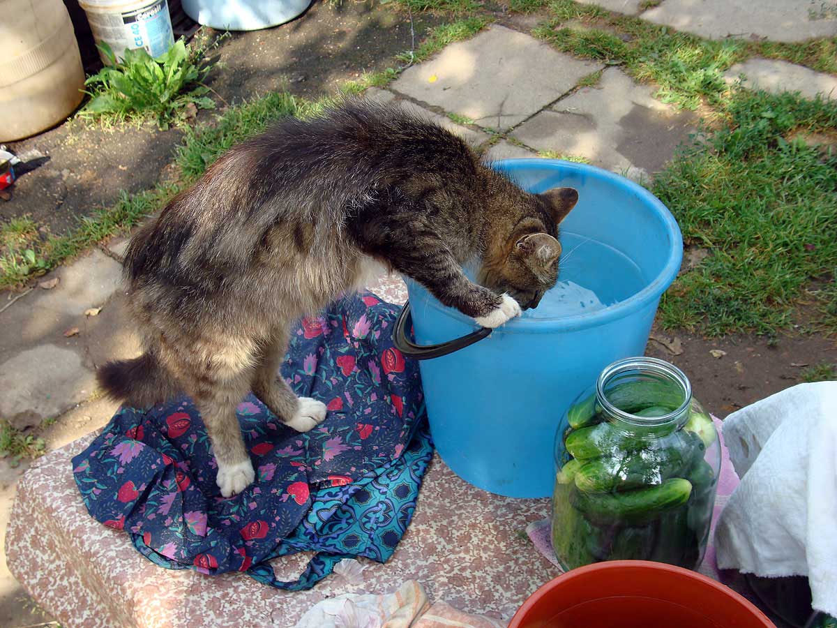 Коту очень жарко. Кот и жара. Жара коты. Кошка в жару. Кот лето жара.