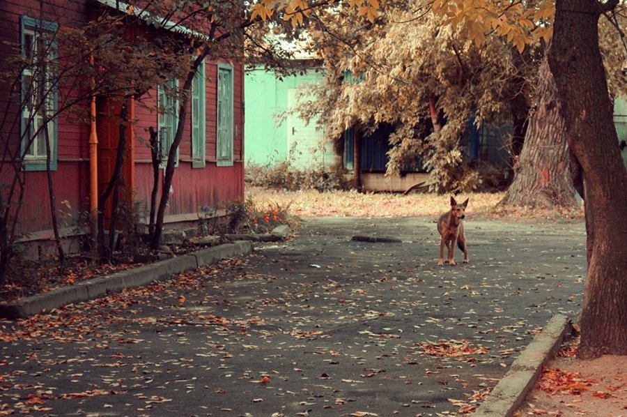 Какой гулял во дворе. Осенний двор. Осень во дворе. Двор осенью. Смоленские дворы осень.