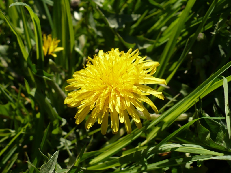 Стебель одуванчика. Одуванчик. Одуванчик. Кульбаба одуванчик. Одуванчик автор.