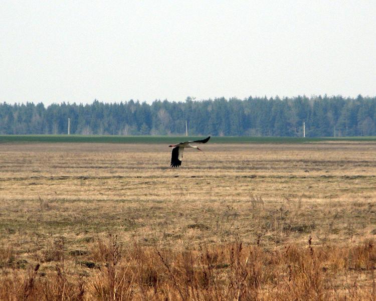 Караткевіч зямля пад белымі крыламі