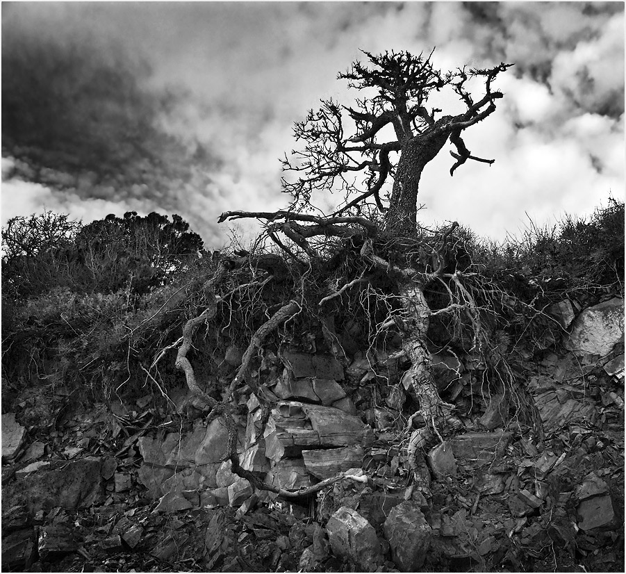 корень тополя. дерево на обрыве. причудливые корни деревьев. дерево на обрыве с корнями. обрыв корень.