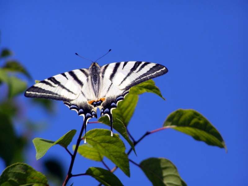 Бабочка покрытая росой. Смотреть бабочек. Фото ,бабочки листоверка виноградная sparganothis pillerianaye. Фотография мрамор бабочка. Бабочка автор.