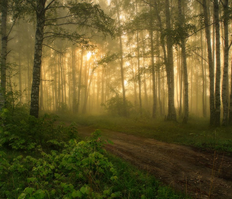 Как хорошо летом в лесу густая. Утро в лесу. Лес в тумане. Утренний туман в лесу. Туманное утро в лесу.