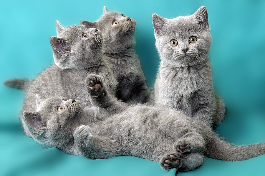 Британская Кошка Котенок Фото