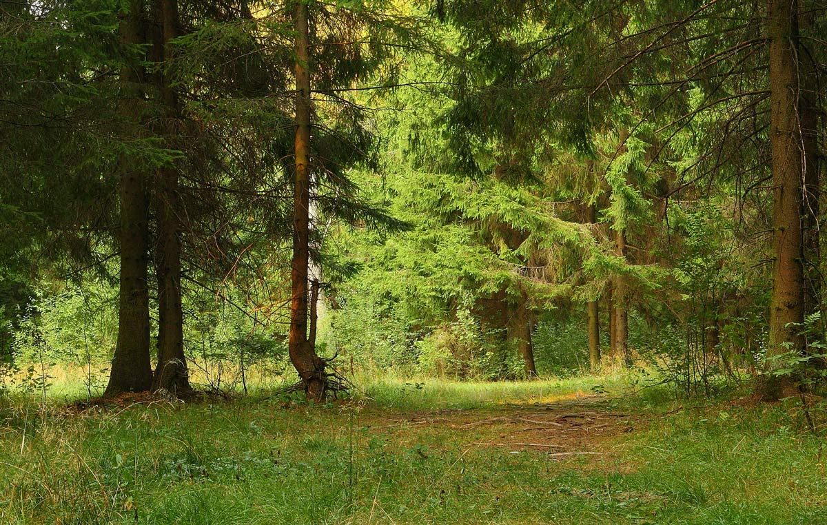 Лес 2. Августовский лес. Леса август. Природа леса август. Красивый лес август.