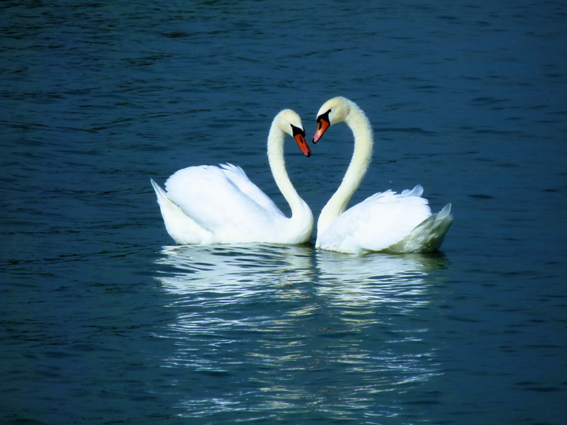 Любовь лебедей видео. Балатон лебеди. Озеро Нарочь лебеди. Любовь и лебеди. Пара лебедей.