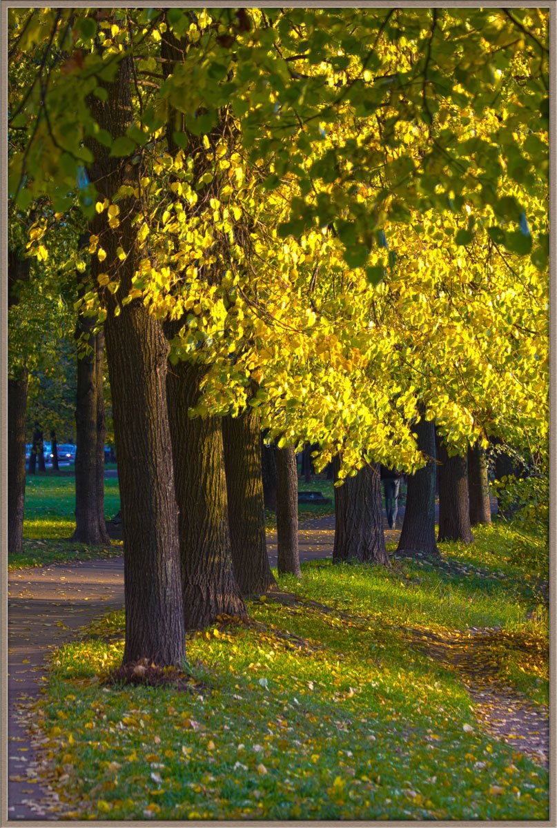 Осенняя Липа Фото
