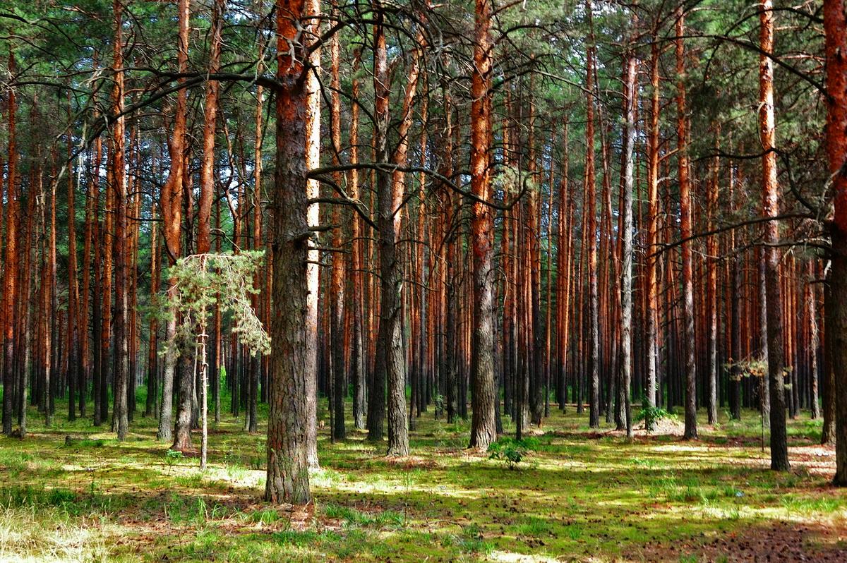 Дубрава роща Бор ельник