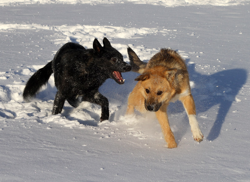Купить Собаку В Рязани И Рязанской Области