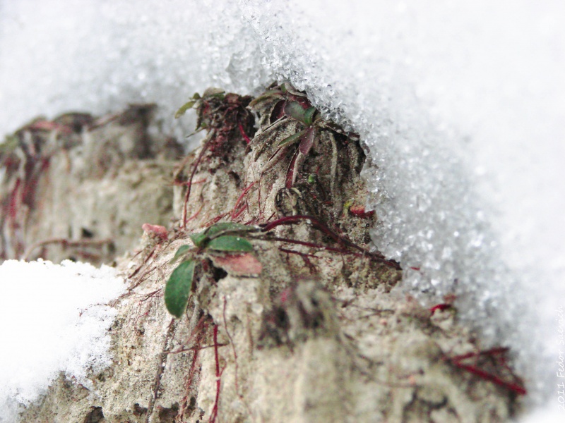 Цветков сугробов. Развитие растений под снегом картинки.