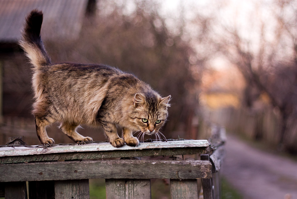 Кошки пошла. Кот идет. Кошка на заборе. Кошка идет по забору. Полосатая кошка на заборе.