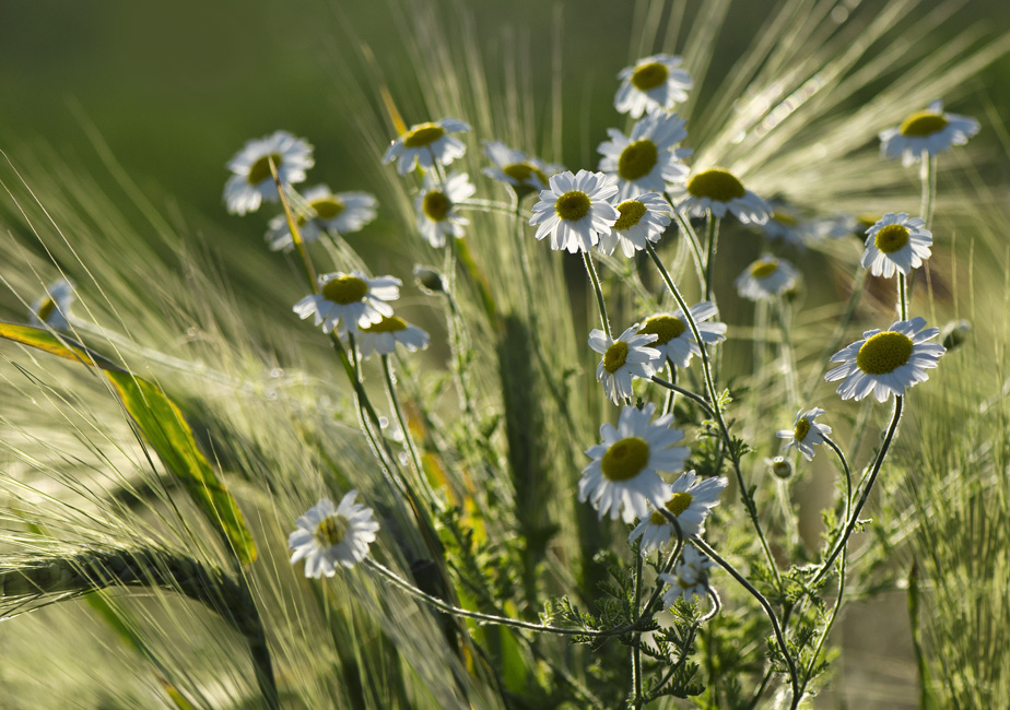 Полевые цветы утром в рейс 6. Нежные ромашки. Полевые цветы утром в рейс 6. Синий полевой цветок сокирки. Прекрасные полевые цветы.