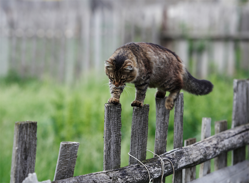 Шагающий кот. Кошка на заборе. Кот идет по забору. Котик на заборе. Сидит на заборе.