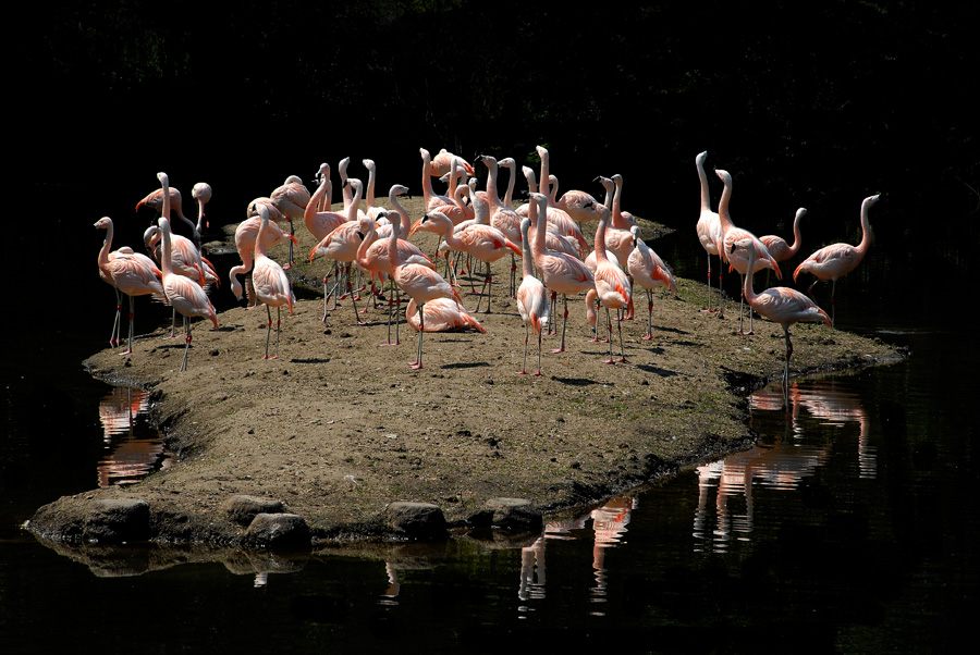 фото птичий остров. птичий остров волгоград. Falcon project logo. птичий остров самара. приют птичий остров волгоград официальный сайт.