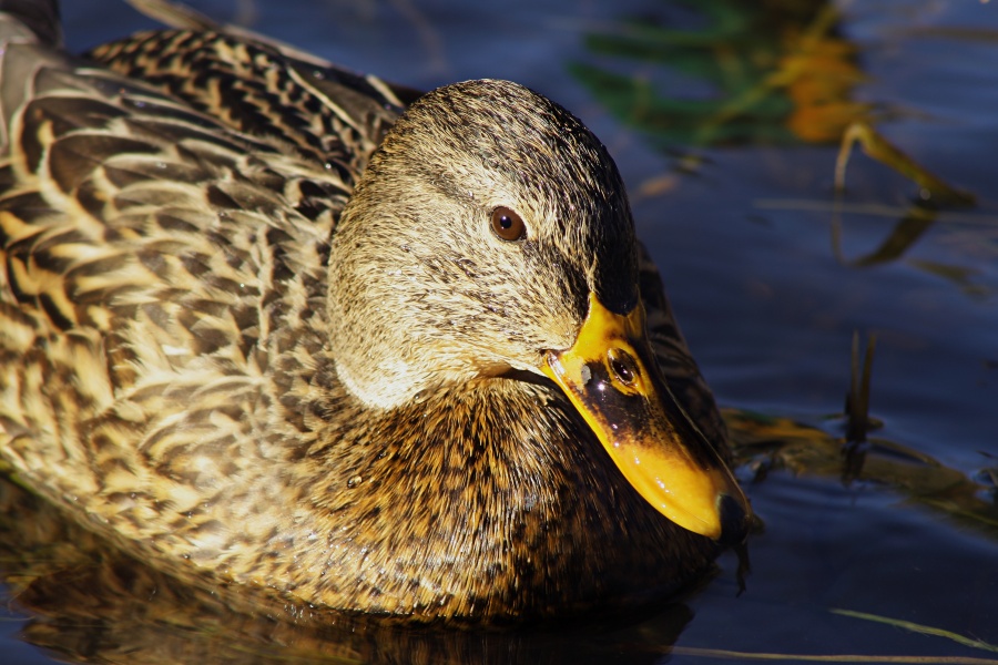 поза утки фотографии. утки автор. утки автор. утки автор. зеленая утка.