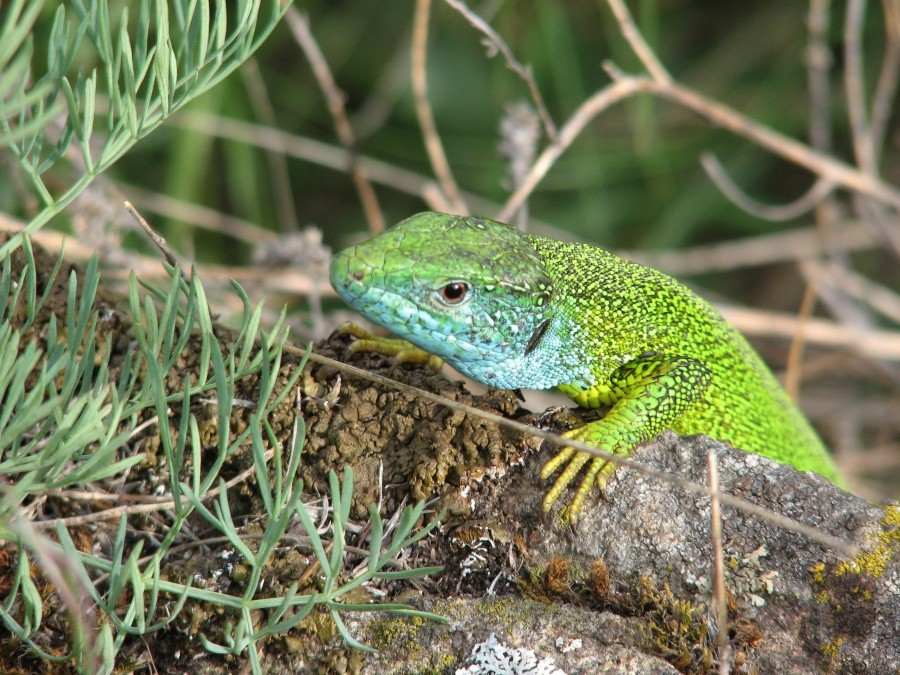 Lacerta Agilis. Lacerta Agilis mzymtensis. Dicranocephalus Agilis. Master Lacerta.