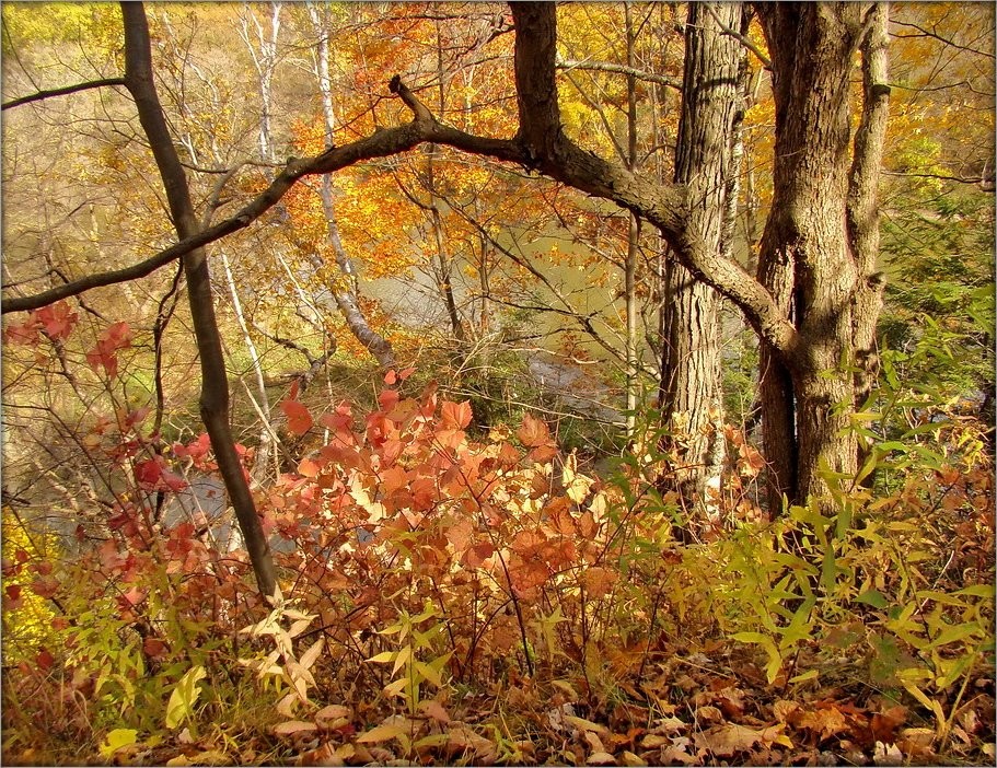 Фото Осенний Калейдоскоп