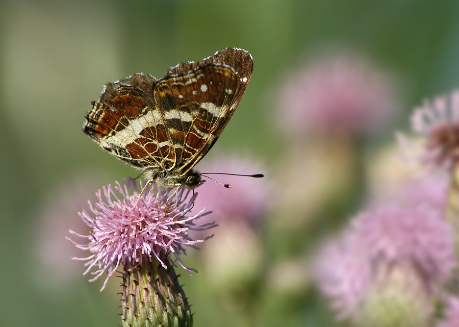 травоядная лягушка. Bombus soroensis. тюленевый сердцевина воодушевить изменчивый. бабочка пестрокрыльница изменчивая подмосковье. крепидот гриб.