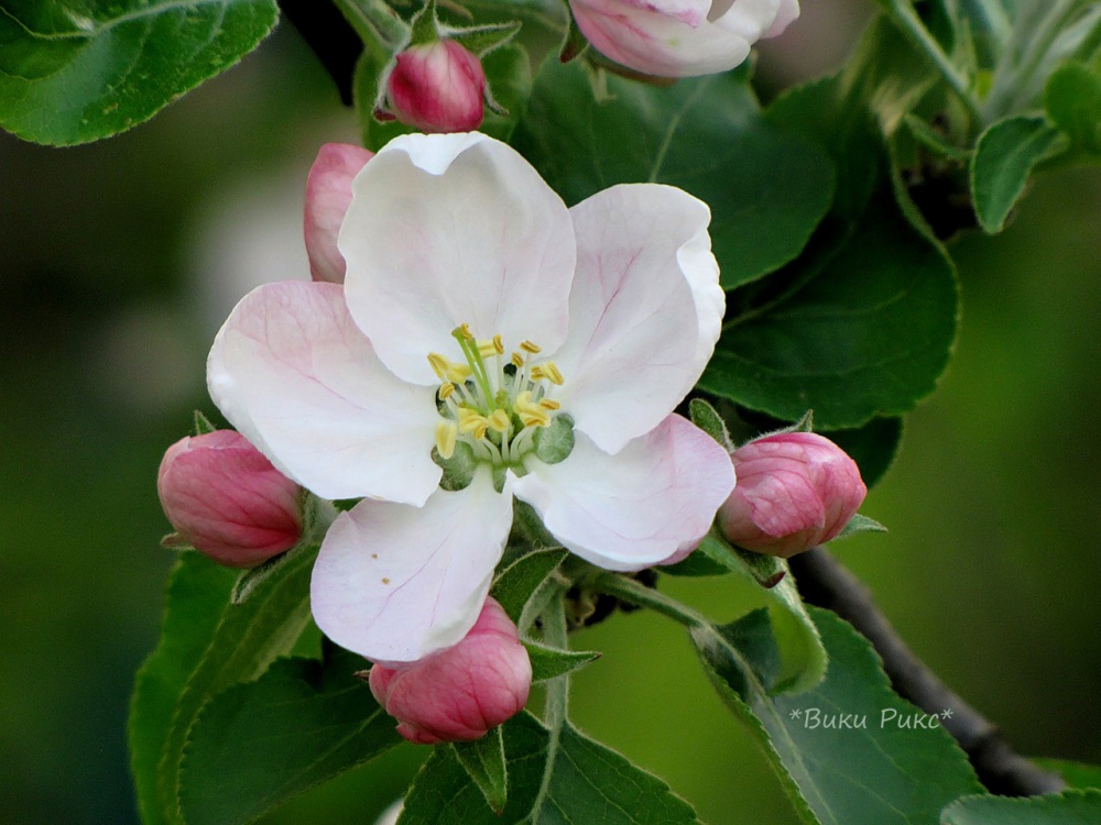 Яблоневая 1 б. Яблоня макинтош цветение. Яблоневый цвет Malus. Подсемейство яблоневые (Maloideae). Яблони в цвету.