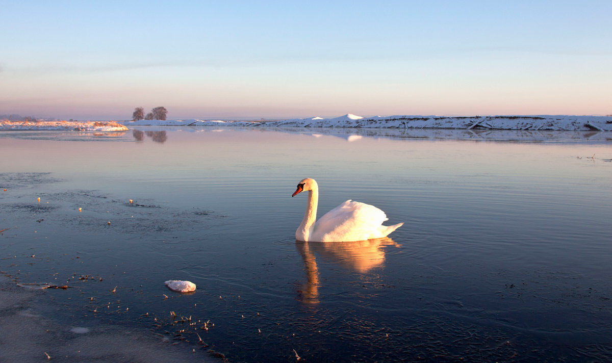 Белые лебеди на озере. Озеро Нарочь лебеди. Лебеди на озере. Одинокий лебедь. Река лебедь.