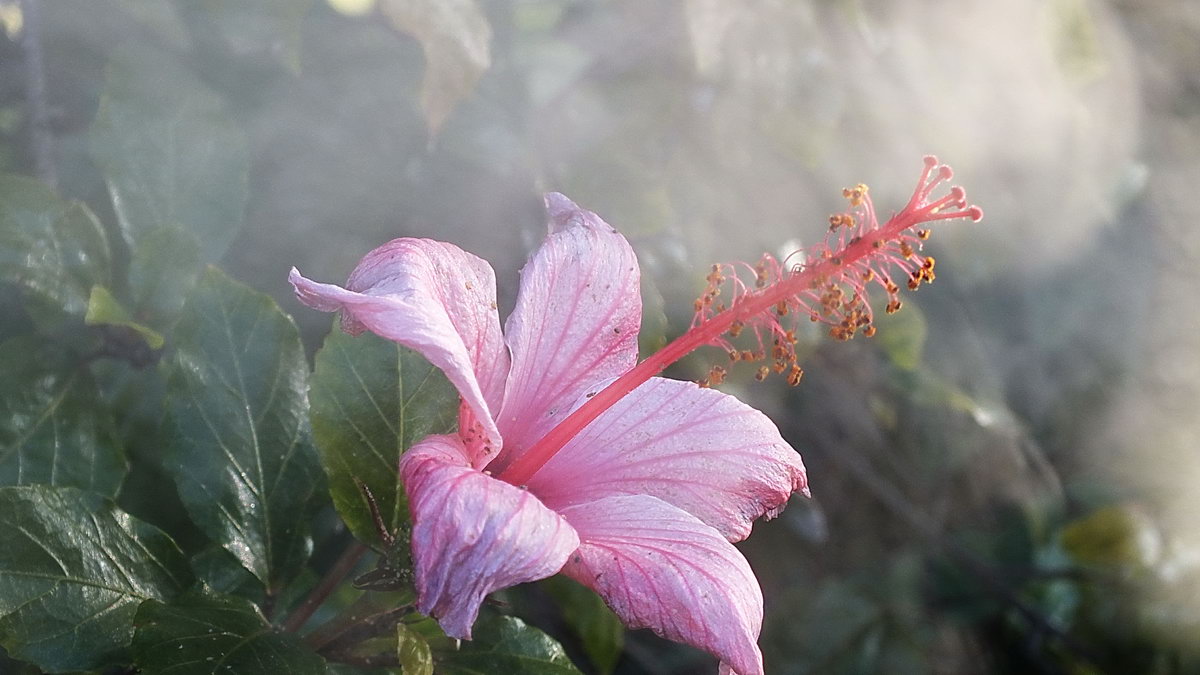 Цветы род. Семейство Мальвовые. Гиби́скус (лат. Hibiscus). Сем. Мальвовые. Семейство Мальвовые представители.