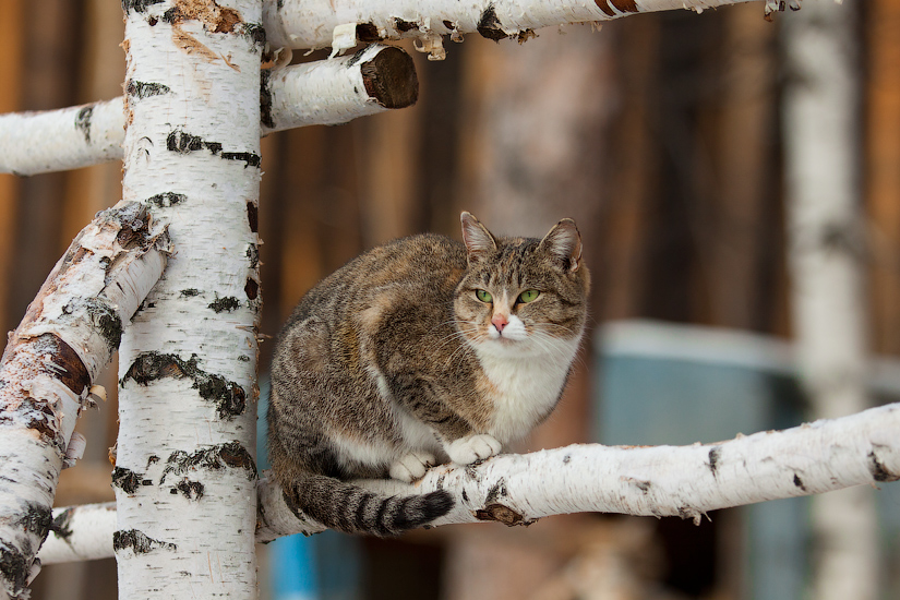 Кошки весной фото