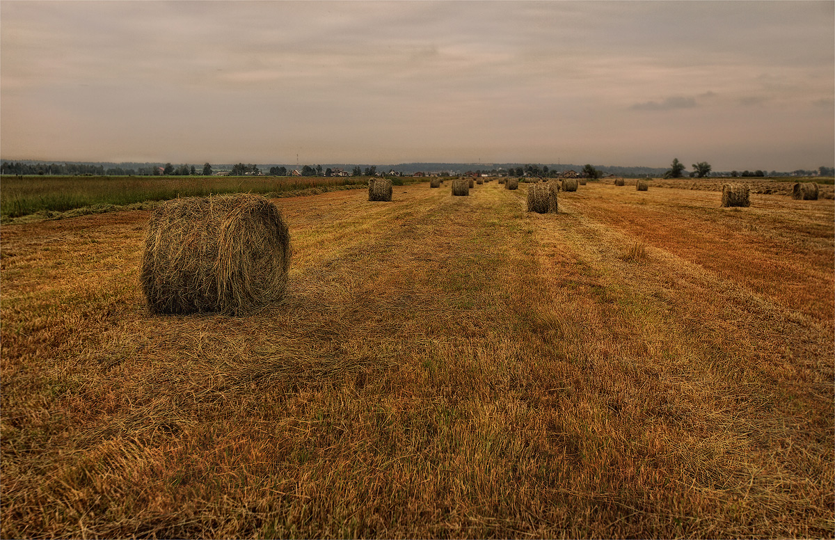 Осеннее сено. Скирда сноп. Скирда сена на Украине. Заросшее поле Белгород. Поле с копнами сена.