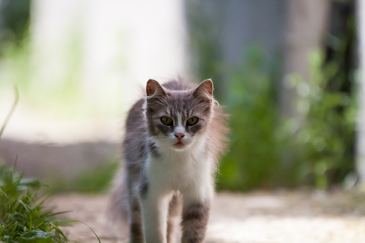 Котята дворовые фото