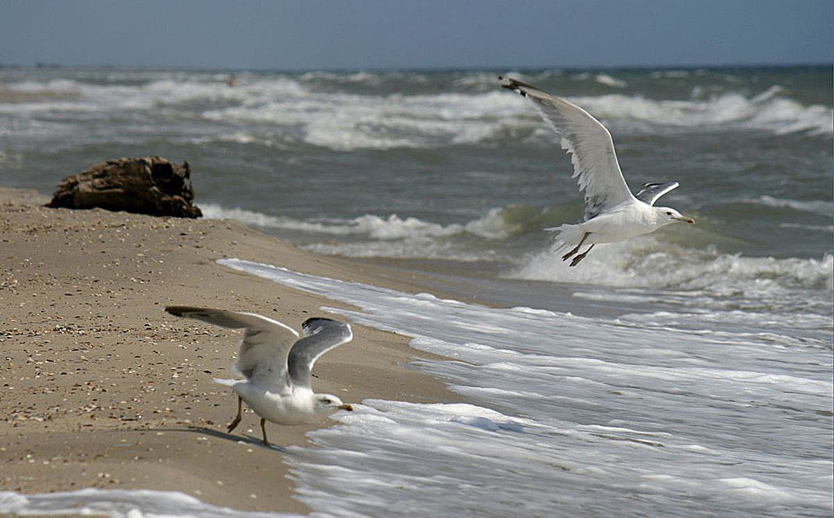 Береговая чайка. Чайки на Ольхоне. Морской пейзаж с чайкой. Чайки на берегу моря. Чайка на море.