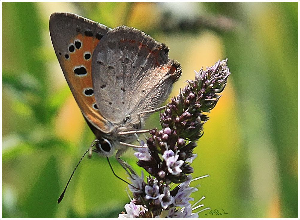 Бабочка снятая. Бабочка перламутровка полевая. Бабочка в каплях росы. Бабочки моли чешуекрылые. Бабочка очень близко.