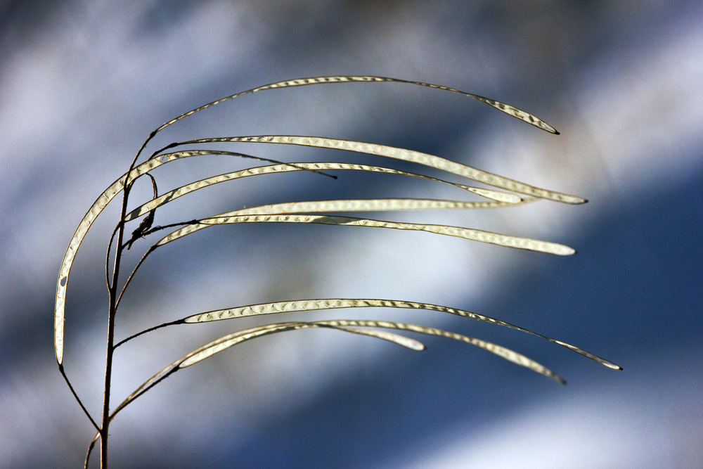 Wind plant