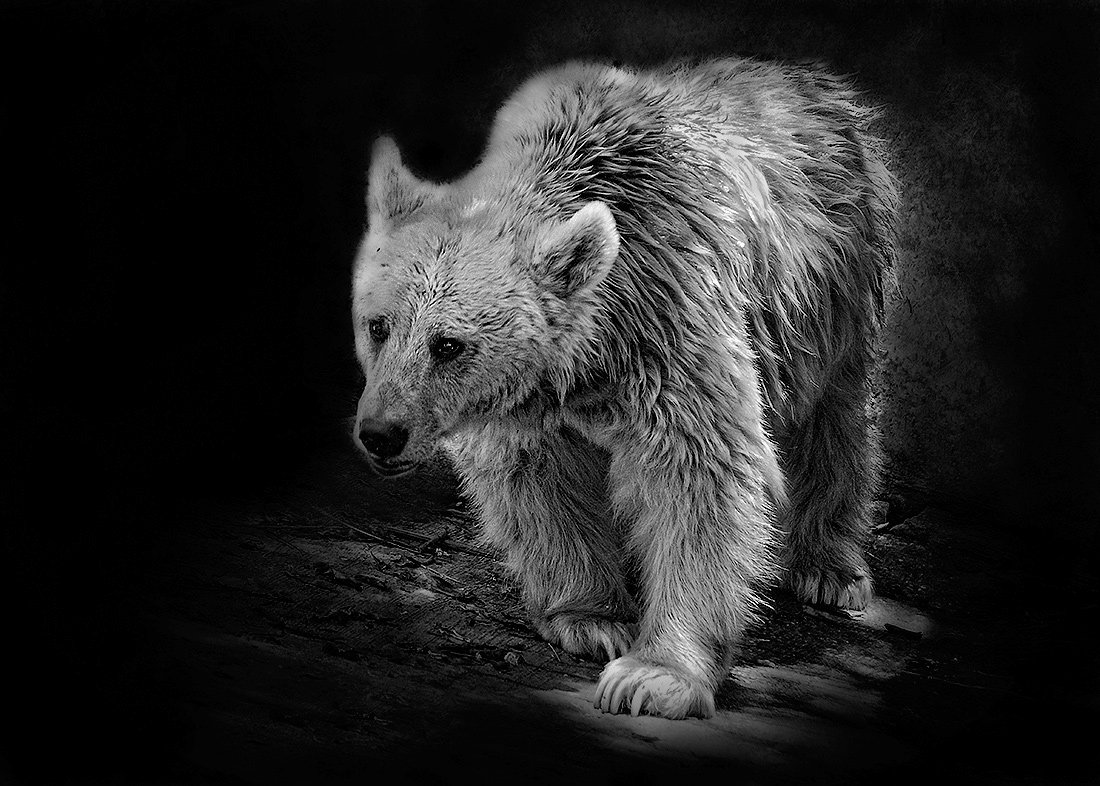 Bing Image Archive: Kermode bear in Great Bear Rainforest (North and Central Coa