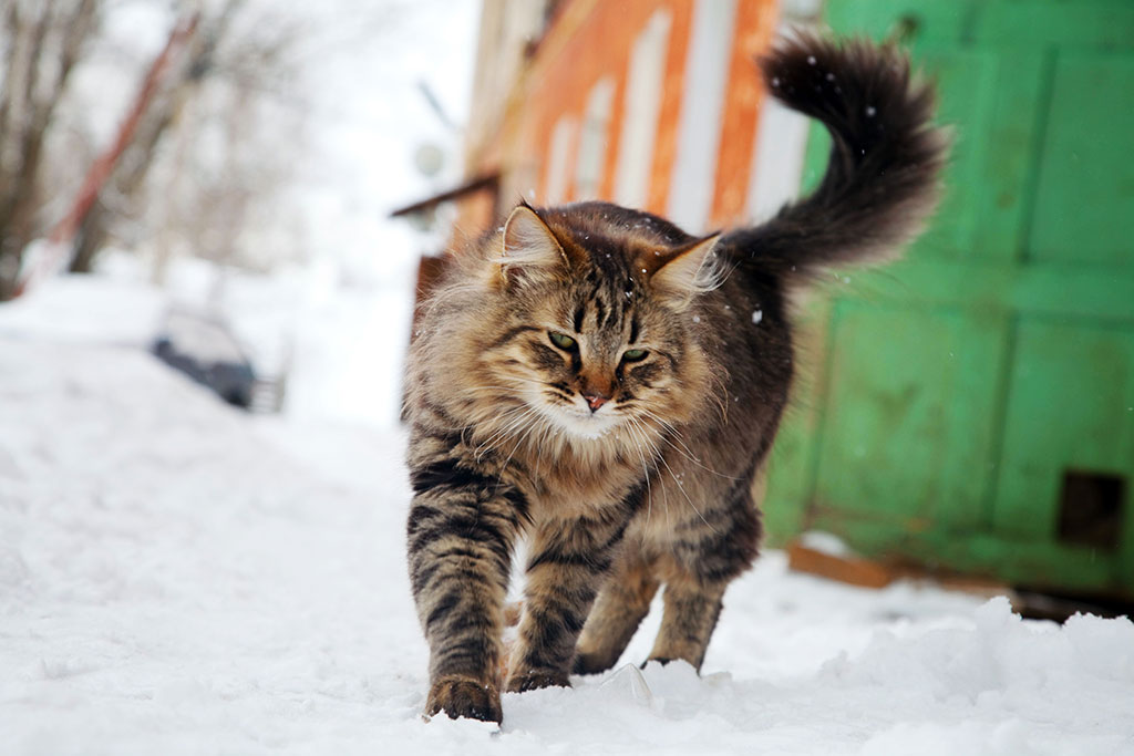 Кошки тулы. Переславские коты. Коттавры Переславские коты. Сам по себе фото. Кот гуляет на Тверской 875 лет Москвы фотографии.