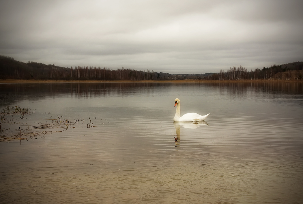 Грустно озеро. Лебеди грусти. Озеро Лебединое Выборгский район. Изборск озеро с лебедями. Лебединое озеро грусть.