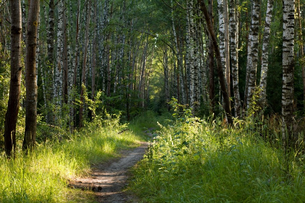 Тропинка в лесу фото. Егорьевский лес. Тропинка Егорьевск. Пейзаж Егорьевск лес. Лесные тропинки.