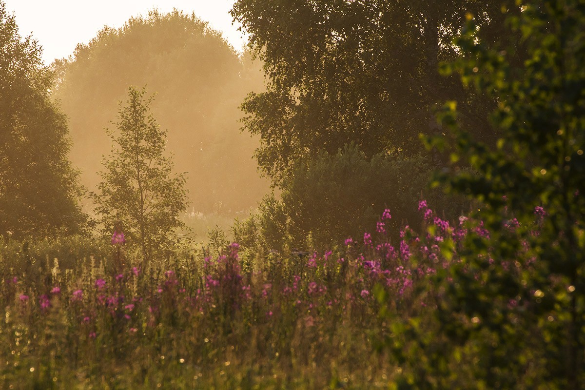 Вечер автор. Картинки июль вечер. Июльский вечер сад фото. Алина июльский вечер. С первым июльским вечером картинки.