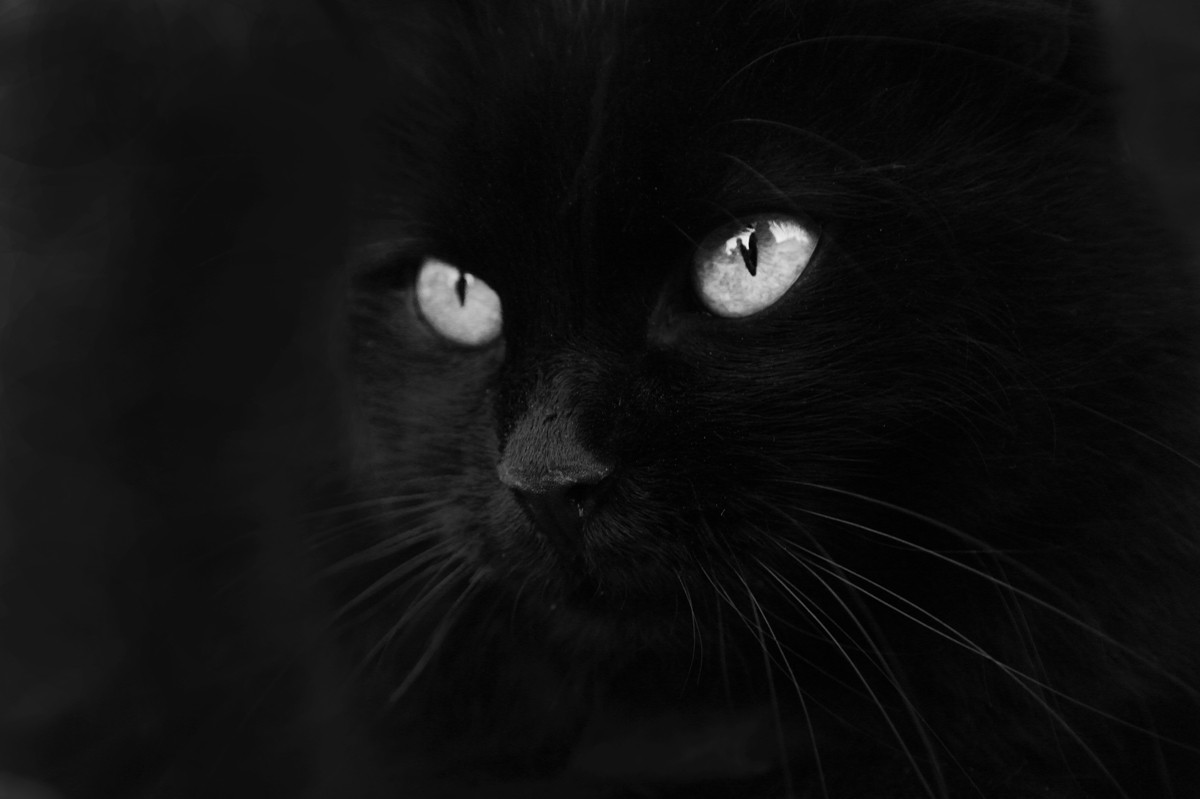 Черней черных картинки. Чёрный кот. Черный. Черная картинка. Чёпеый.