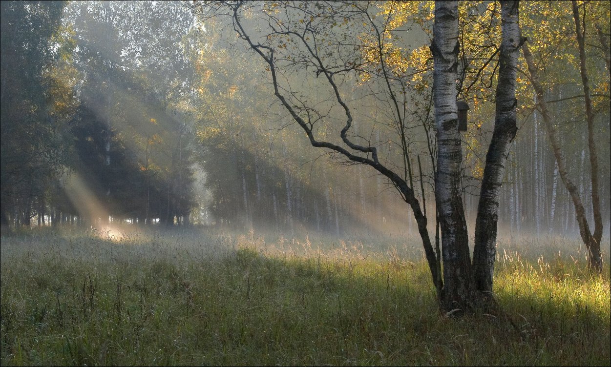 Фото утро после дождя