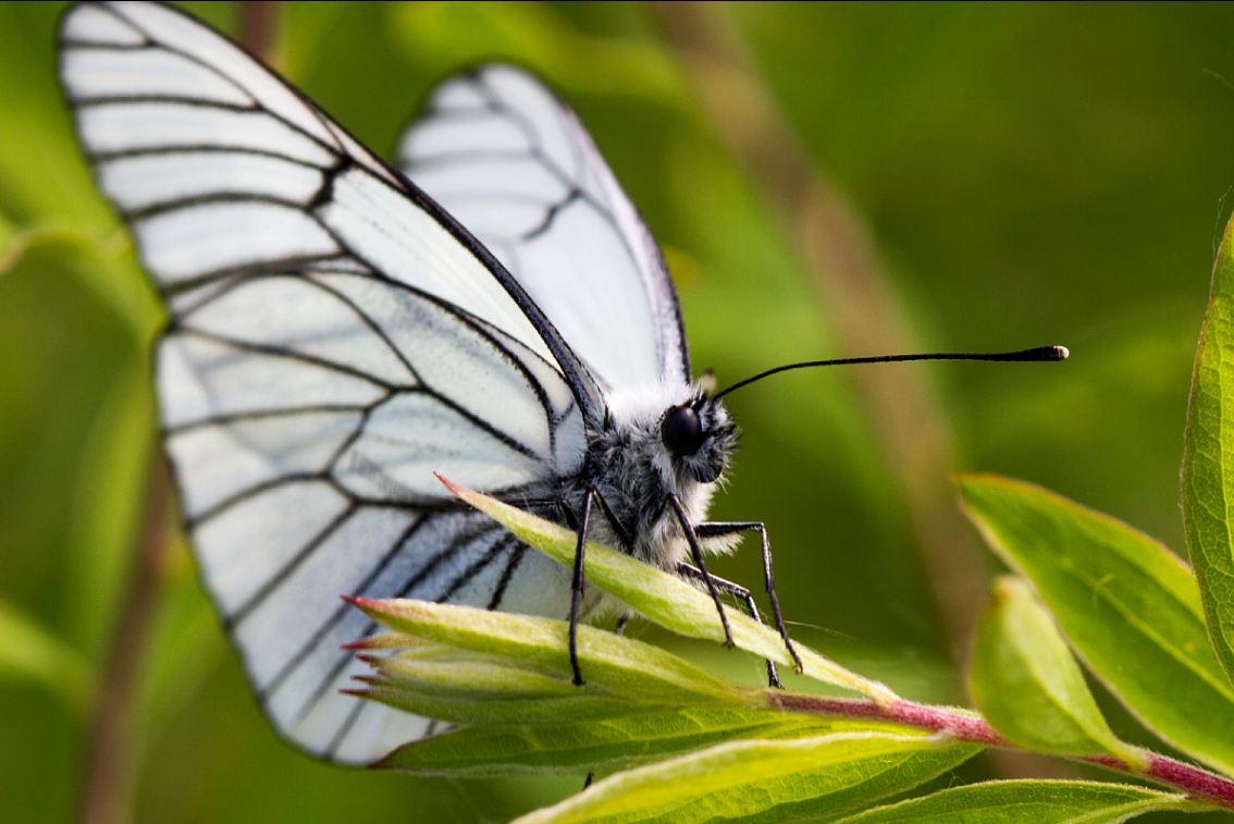 Бабочка автор. Бабочка автор. Вот так бабочки поняли. Бабочка хутао. Алиса фотографии бабочки.