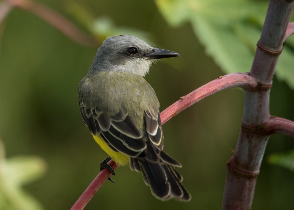 Greater photo. Great Kiskadee.