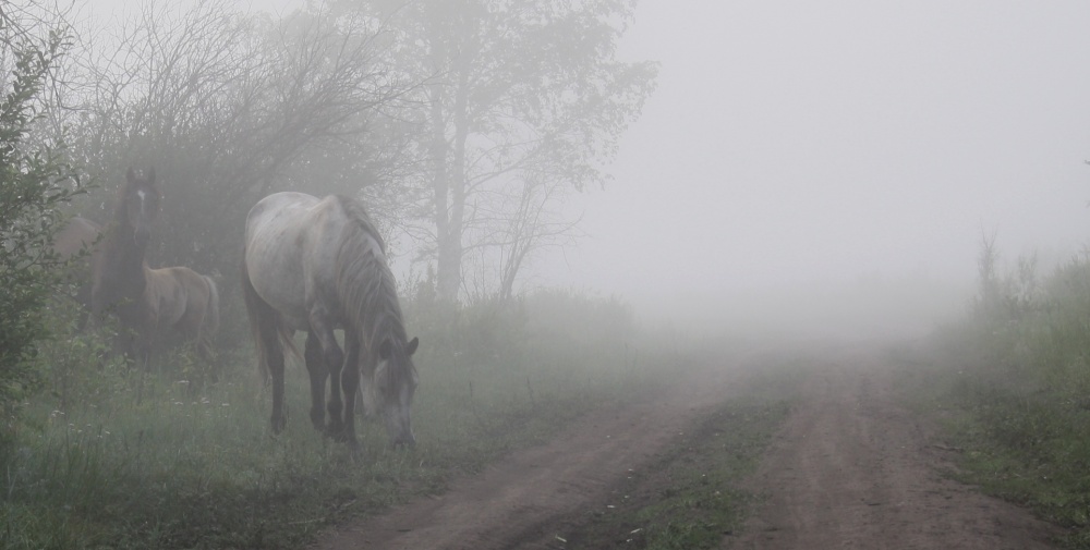 Подъезжая к лесу увидел он. Лошадь в тумане. Скакуны в тумане. Утро туман лошади. Лошади в тумане картины.