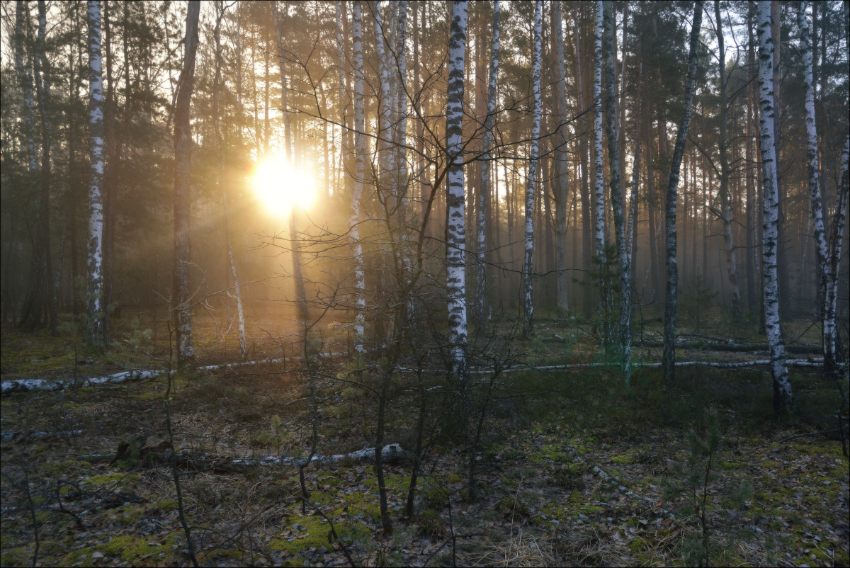 Доброе утро весенний лес. Утро в лесу. Утро в весеннем лесу. Весенний утренний лес.