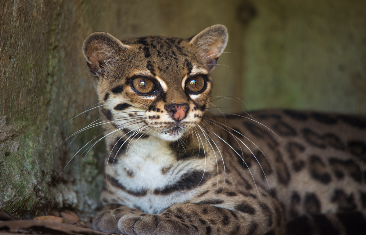 Маргай. Длиннохвостая кошка leopardus wiedii. Маргай кошка. Кошка Маргай (leopardus wiedii).. Перу Маргай.