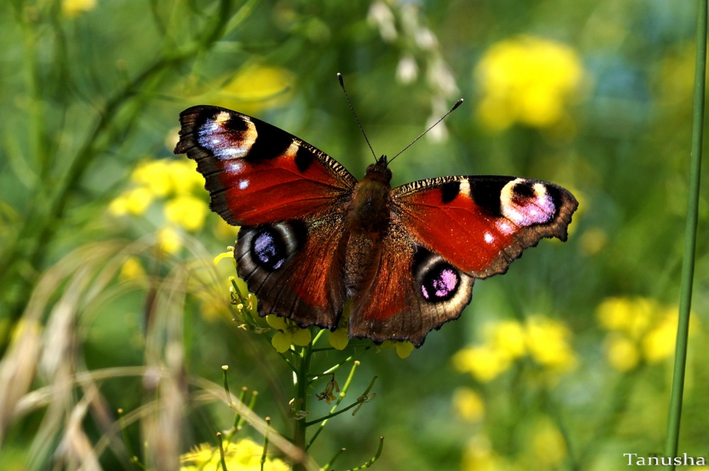 Бабочка автор. Бабочка коричневая с оранжевыми пятнами. Бабочка автор. Фото ,бабочки листоверка виноградная sparganothis pillerianaye. Писатель в бабочке.